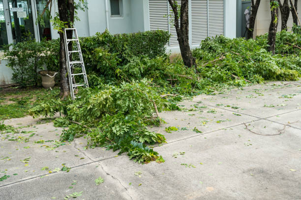 Best Tree Cutting Near Me  in , DC